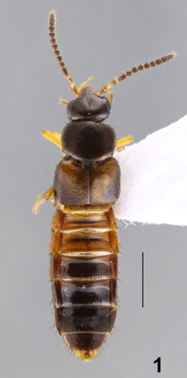 Myrmedonota-escala-1mm-1-1